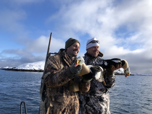 King Eider Hunting Greenland